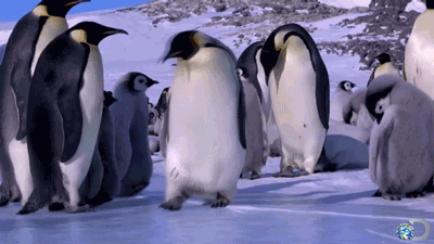 Commuting penguins